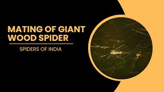 Spiders of India | Mating of Giant Wood Spider | Web of Giant Wood Spider