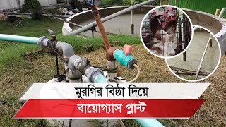 ব্রাহ্মণবাড়িয়ায় মুরগির বিষ্ঠা দিয়ে উৎপাদিত গ্যাসে চলছে ৮শতাধিক পরিবারের রান্না