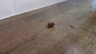 Free 4K Royalty Free Stock Video: Dead house fly bug on wooden bench (3)