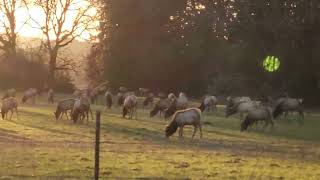 Roosevelt Elk Herd