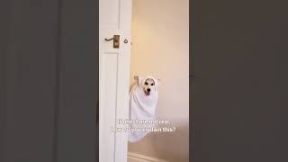 Funny Dogs 188