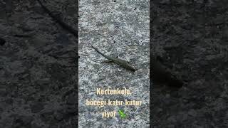 Kertenkele böceği katır kutur yedi 🦎