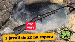 3 javali de 22 CBC WAY na espera. caça de 22 na espera. Tiro 22 na cabeça.