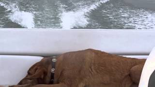 Cowboy Enjoying A Ride On Lake Travis In A Boat Rental