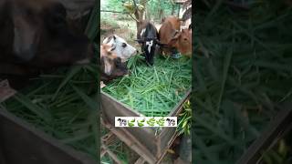 feed them fresh grasses 🌿🤩 #shorts #viral #subscribe #cow #shortvideos