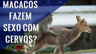 Macacas montam e 'se esfregam' em cervos