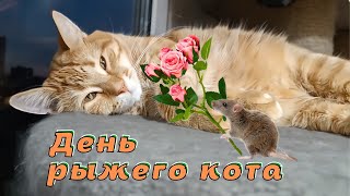 День рыжего кота.