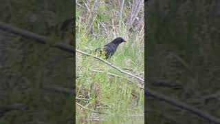 American Crow