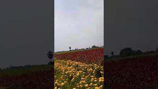 Flowers #shorts #sunflower #farming #village #harvesting #youtubeshorts