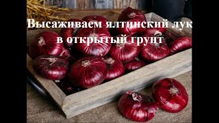 Пересадка ялтинского лука в открытый грунт. Выращиваем ялтинский лук из семян, рассадой.