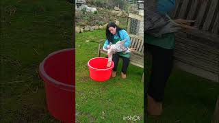 plucking nasty goose