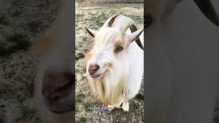 Kambing Lucu II Kambing Lucu Warna Putih II Suara Kambing Jantan #shorts #viral #kambinglucu