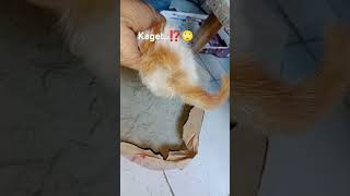 Kucing yatim kasihan di temukan kedinginan ⁉️🙄#catlover #shorts