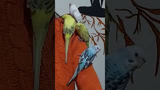 Chiku | Pichku | Hari | Pari | Budgie Love | Pet Love | Beautiful Budgies