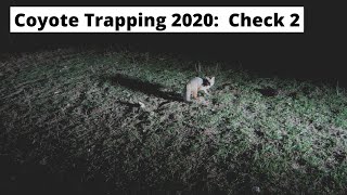 Coyote Trapping 2020:  Check 2