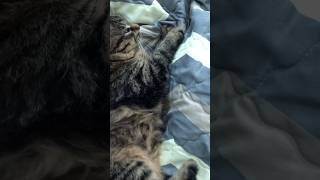 #домашниеживотные #котята #кошки #кошкивидео #cat #cutecats #funnycats #catvideos