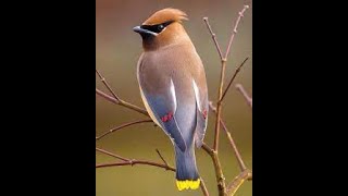 Bohemian waxwing #birds #cute #birdslover #cuteanimals #animals #beautyofnature #shorts