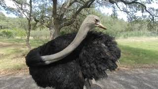 Ostrich in VR 180 3D 4K, Natural Bridge Wildlife Ranch - San Antonio, TX