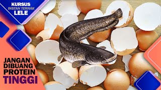 JANGAN DIBUANG, Kandungannya Lumayan Buat Nutrisi PAKAN ALTERNATIF Tambahan