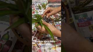 How to plant baby spider plants