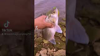 Nice white bass on the swimbait #whitebass #fishing #lakefishing #kansas