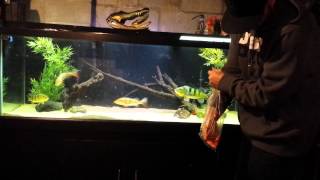 180 peacock bass eating feeder goldfish