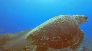 Beautiful Sea Turtle seen while diving off Costa Maya, Mexico