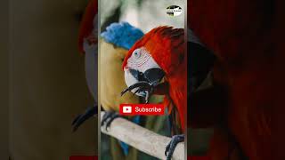 Mesmerizing parrots - Relaxing Music with Beautiful Colorful Parrots