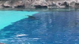 Seals at Siam Park