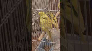 parakeet