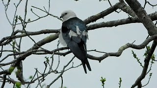 Swallow-Tailed Kite  -  Pat O'Neil Bird ID's