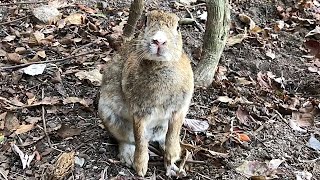 Rabbit: "Are you human, by any chance?"