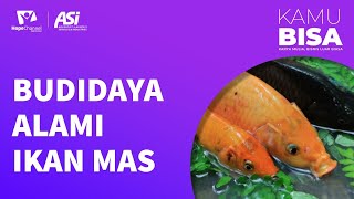 BUDIDAYA ALAMI IKAN MAS