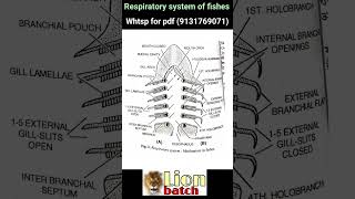 Respiratory system of fishes notes pdf in Hindi knowledge adda lion batch notes pdf