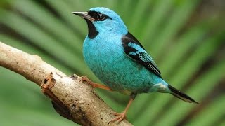 SAÍ-AZUL macho - Dacnis cayana - comendo banana