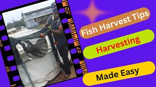 How to Harvest Fish in a Pond: Pre-Harvest, During Harvest, and Post-Harvest Tips