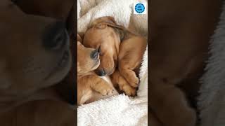 Adorable Puppies Snuggling Up for the Night