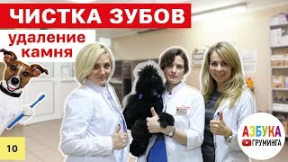 Чистка зубов собаке, зубной камень - профилактика отложения и ультразвуковая чистка