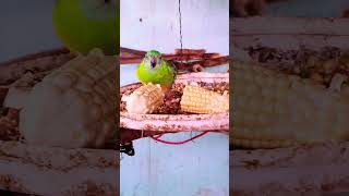 #birds #video red rump#parrot vlogs my YouTube channel subscrabe