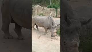 Conflitos de gigantes em zoológico de Barcelona 😱😱😱🔝 quem venceu com más visualizacoes.?