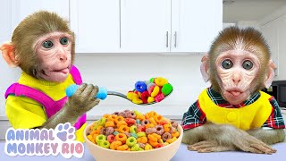 Macaco Rio quer ser o melhor irmão do macaquinho | Animal Monkey Rio