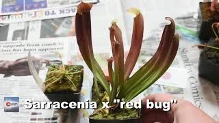 Carnivorous Plants - Drosera, Dionaea & Sarracenia