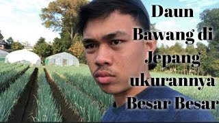 DAUN BAWANG DI JEPANG BESAR BESAR