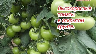 Что не так с этими высокорослыми томатами в открытом грунте?