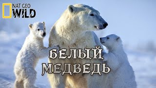 Белый Медведь - Супер хищник. Мир природы дикие животные. #Документальный фильм. National Geographic