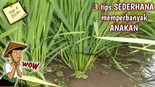 3 TIPS & CARA memperbanyak anakan PADI