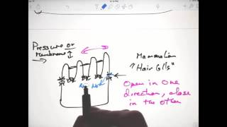 Hearing including Mammalian Cochlea 10 29 2015