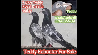 Teddy Kabootar For Sale | Aqeel Pigeon Master | WhatsApp &call 03348756914