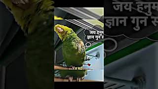 Parrot Says Hanuman Chalisa 😱 | Wait for end 😲 #short #hanumanchalisa #viralvideo #hinduism