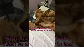 Good luck finding a spot #goldenretrieverlife #funnydogvideos #goldenretrievers